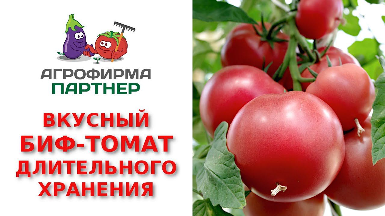 Вкусный малиновый биф-томат длительного хранения СПАРТАНЕЦ F1