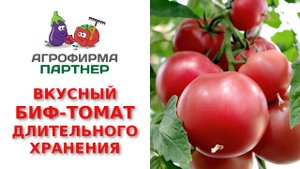 Вкусный малиновый биф-томат длительного хранения СПАРТАНЕЦ F1