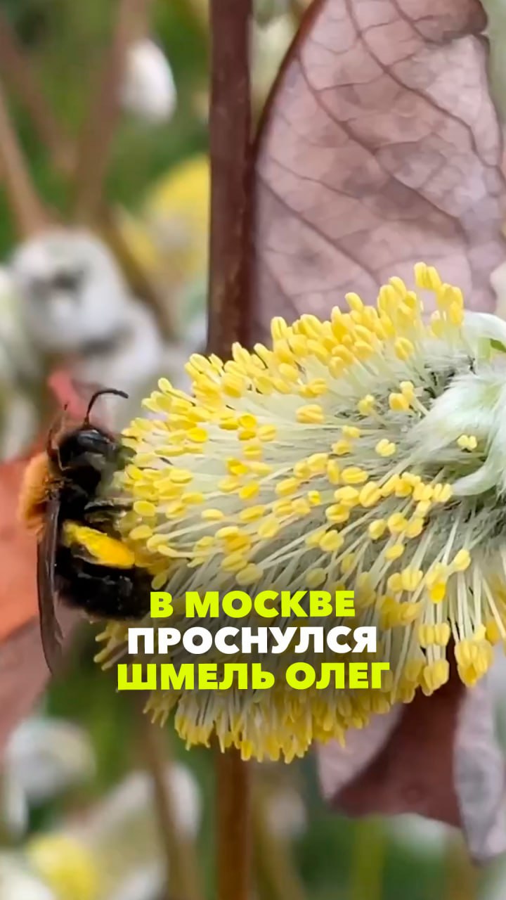 В Москве проснулся первый шмель Олег, и... сразу начал есть. 0% осуждения, 100% понимания!