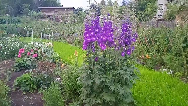 Скоро закончится лето, а я все облагораживаю усадьбу. смотреть онлайн