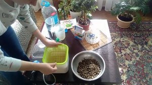 Домашняя гидропоника