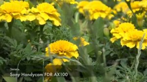 Обзор 4K видеокамеры Sony Handycam FDR AX100 - Умные Вещи