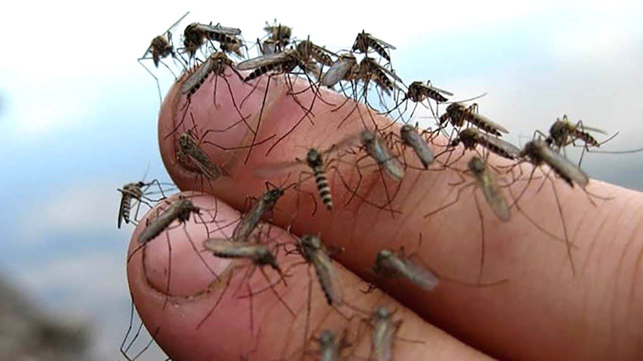 Комар малярийный отряд