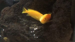 Electric Yellow Lab (Labidochromis Caeruleus)