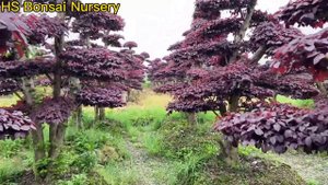 Wholesale Loropetalum Chinense Fringe Red Color Flower