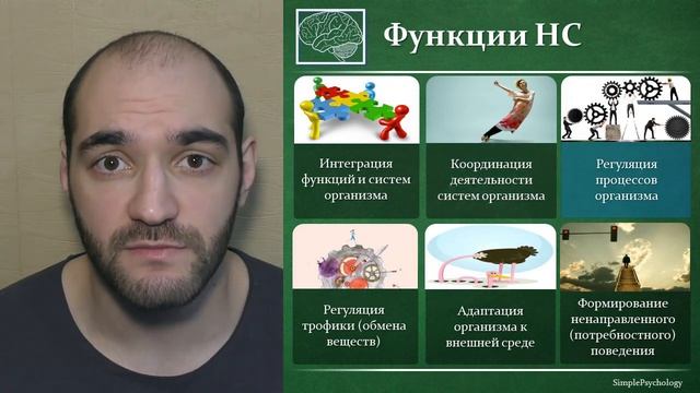 Когнитивная психология #13. Строение и функции нервной системы нейрокогнитология