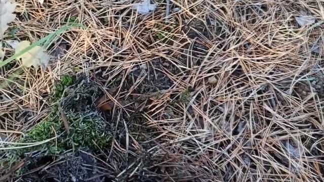 ШОК! ГОРЫ ГРИБОВ, БЕЛЫЕ ГРИБЫ, МАСЛЯТА, ВЕШЕНКИ, ПОДБЕРЕЗОВИКИ , ГРИБЫ 2020 смотреть онлайн