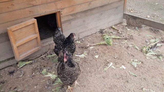 Куры Ливенские,Барневельдеры и Маран черно-медный.