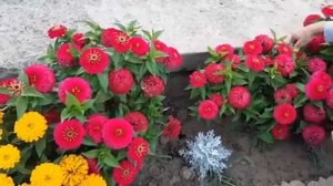 ОДНОЛЕТНИЕ ЦВЕТЫ НА ДАЧЕ ПОКОРИЛИ ВСЕХ СОСЕДЕЙ своей КРАСОТОЙ.mp4