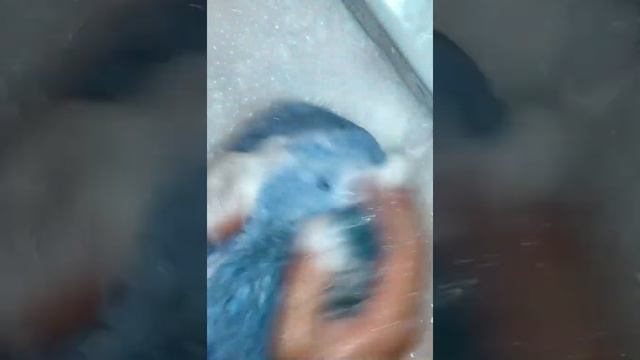 Мыло Camay с ароматом полуночного жасмина и масла пачули? смотреть онлайн