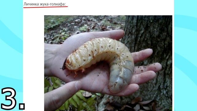 ТОП 5 САМЫХ БОЛЬШИХ НАСЕКОМЫХ В МИРЕ! смотреть онлайн