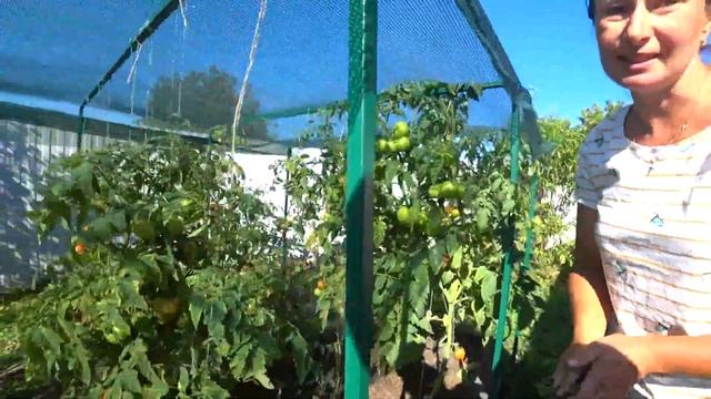 Очередной сбор томатов. О вредителях. Краснодарский край. смотреть онлайн