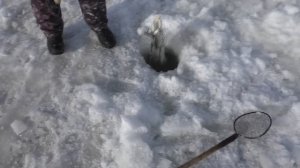 ОТЧЁТ С РЫБАЛКИ НА ХАПУГУ-хлопок, Весенняя рыбалка на  Амуре 2020, FishermanDV27Rus