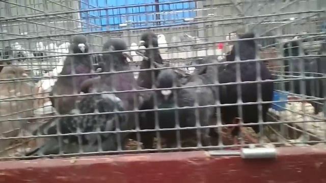 26.10.2019 Выставка голубей в Москве. | Межрегиональная ярмарка голубей в России