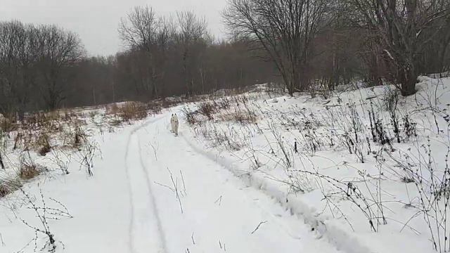 У Джонни новообразование на морде. Перед походом в ветклинику. смотреть онлайн