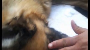 Усыпление собак в Москве и области
