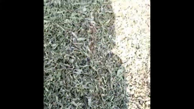 How to Dry Stevia Leaves | स्टीविया की पत्तियां कैसे सुखाएं смотреть онлайн