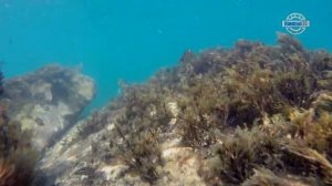Что в море под водой в Абхазии???? Сноркелинг. Фридайвинг