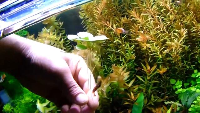 Limnobium laevigatum (low tech növénykalauz) смотреть онлайн