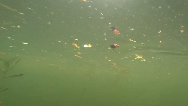 Игра Jackall Chubby 38. Подводные съемки. Underwater смотреть онлайн