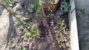 Срезка лука батуна, вот и не знала, что так надо срезать.