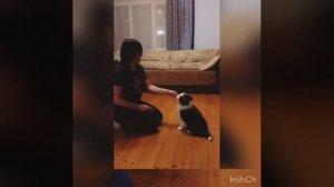 Первая дрессировка Бордер Колли