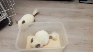 Что едят шиншиллы\What do chinchillas eat
