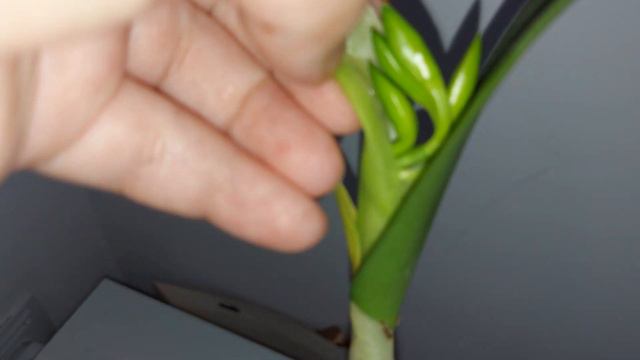 Cum a înflorit o orhidee cattleya! 🧡 смотреть онлайн