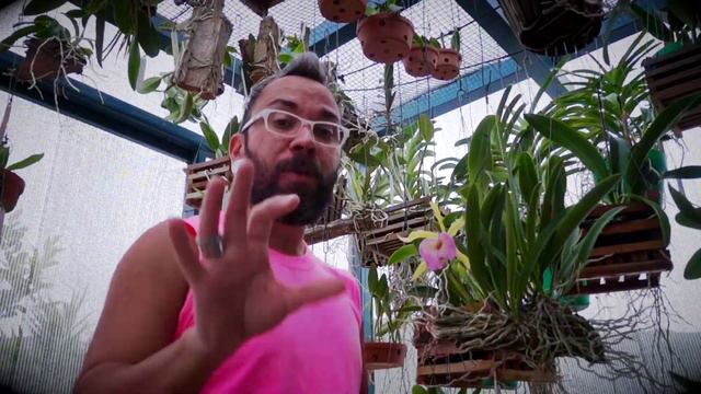 🌿🏳🌈💚 BC. Saint Andre - BastidorDaFlor #Orquídea #Nodosa #Dowiana #ShoraNaBeleza #Verde #Pink смотреть онлайн