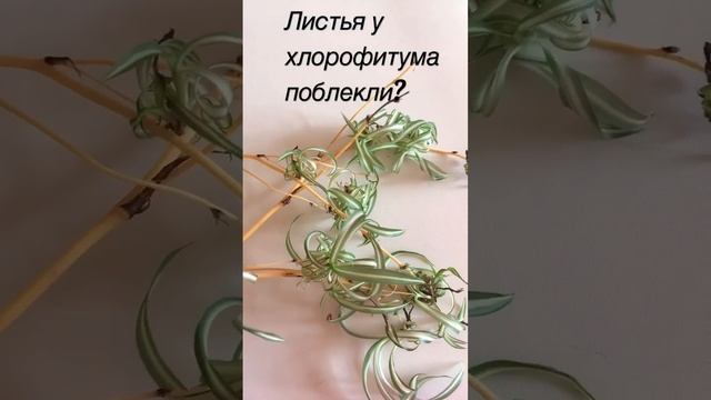 Что делать, если листья у хлорофитума потеряли яркость? #комнатные цветы в Ижевске #