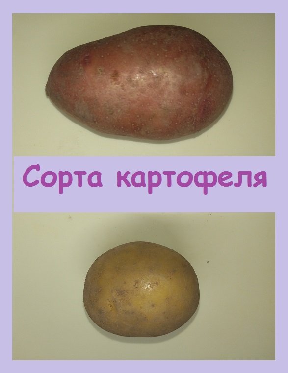 Мои сорта картофеля, которые смело могу порекомендовать для посадки!