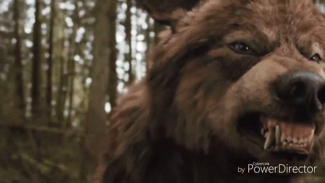 Волки одиночество