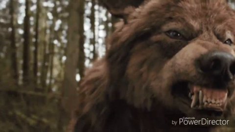 Волки одиночество