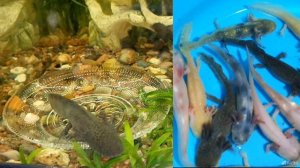 А у меня новенькие 😃