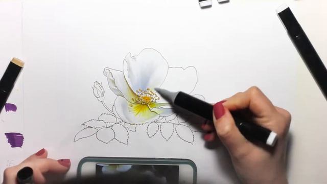 Иллюстрация спиртовыми маркерами. Рисуем белый шиповник. Быстрое видео. смотреть онлайн