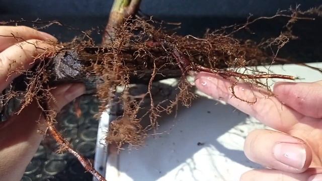 CÓMO HACER UN BUEN NEBARI EN ACER PALMATUM смотреть онлайн