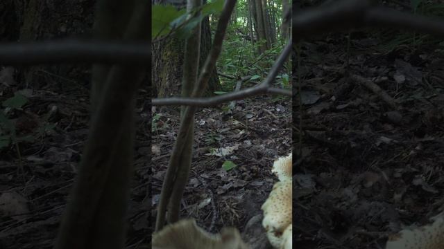 Что за грибы смотреть онлайн