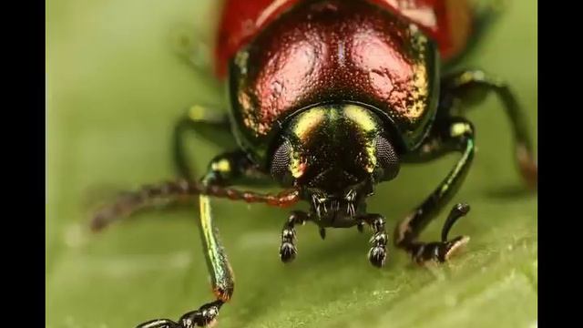 Ecopoetry: Beetle on a String by Vince Gotera смотреть онлайн