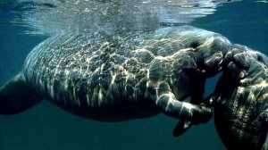 Самые #БОЛЬШИЕ #ЖИВОТНЫЕ на планете