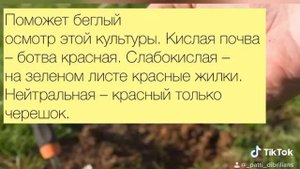 КАК ОПРЕДЕЛИТЬ КИСЛОТНОСТЬ ПОЧВЫ В ДОМАШНИХ УСЛОВИЯХ?