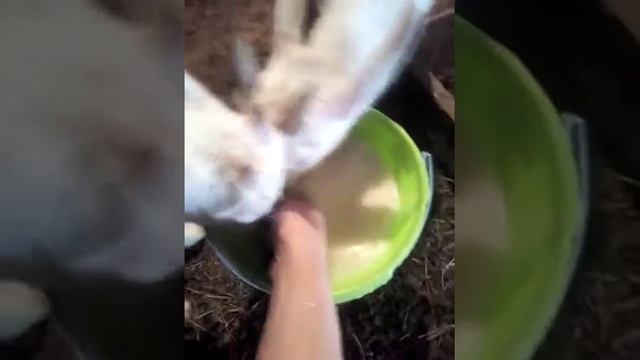 Учимся пить с ведра ! смотреть онлайн