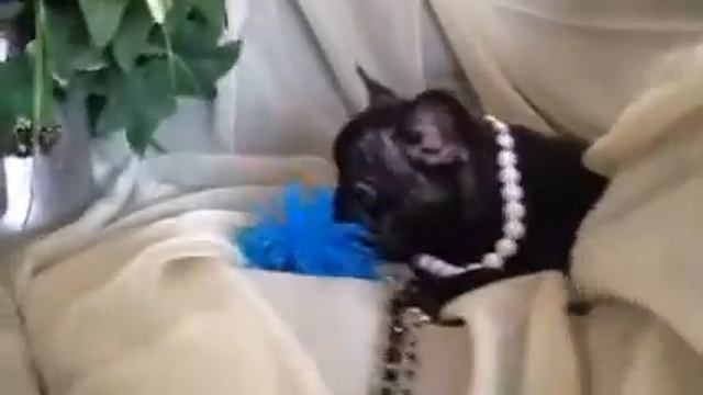 French bulldog black female for sale смотреть онлайн