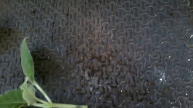 Gloxinia todo sobre multiplicación por esqueje de tallo y hoja chuyito jardinero смотреть онлайн