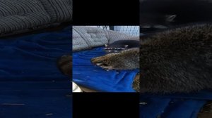 #ямыилюша #енотилюша #енотвитя