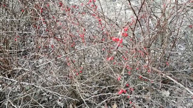 Тайны Березинского заповедника. #Беларусь #Березинскийзаповедник #тайны смотреть онлайн