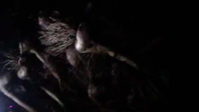 Сравним сорта "Софиевский" и Любаша" вся правда о цене! смотреть онлайн