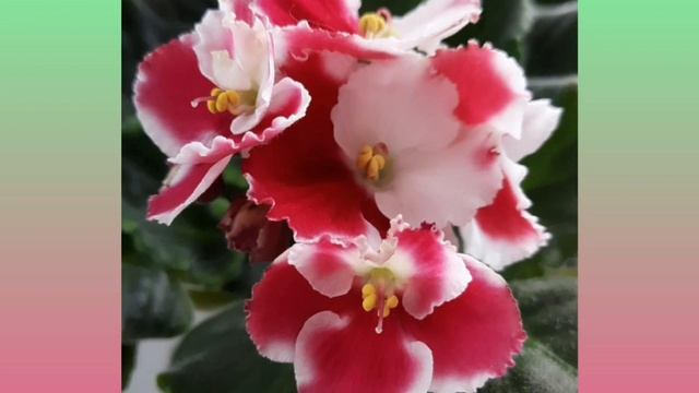Фиалки! СМ Морозная Вишня и 4 "промки" очаровашки из моей коллекции.