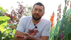 Что не хватает баклажанам