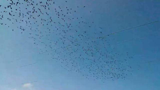 Скворцы в Наниково смотреть онлайн