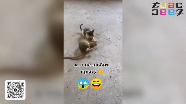 Смешные Животные Видео  Смотреть. Смешные Собаки и Коты. Топ Подборка Приколов Про Животных.